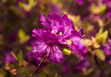 Ledum. Tüm kovan parlak mor renkli çiçeklerle çevrili.