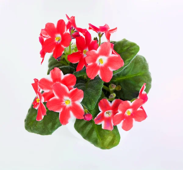 Menekşe Menekşe, beyaz arka plan üzerinde izole pot