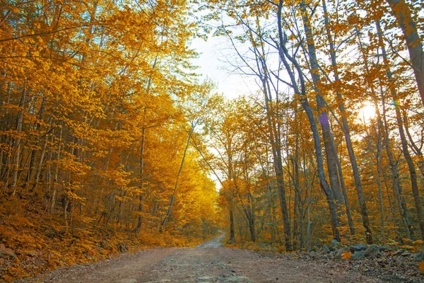 Herbstwald, alles Laub ist mit goldener Farbe in der Mitte der Forststraße bemalt. — Stockfoto