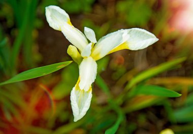güzel beyaz süsen yeşil yaprakları, parlak ilginç çiçek tarafından çevrili büyümek. 