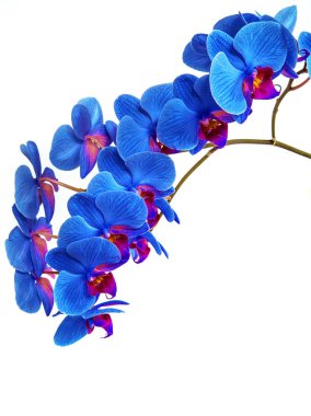 Orkide izole arka plan üzerinde. güzel çiçek dalları orkide beyaz arka plan üzerinde