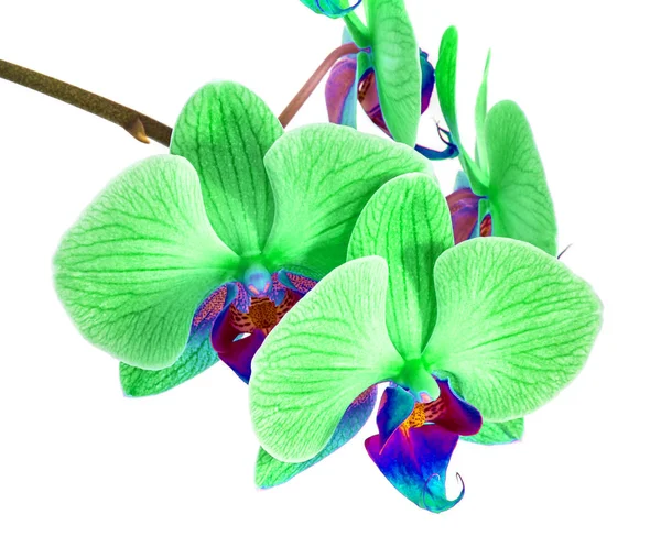 Orchideje na izolované pozadí. Krásný květinový pobočky orchideje na bílém pozadí — Stock fotografie