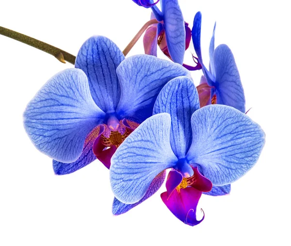 Orkideat eristetyllä taustalla. kaunis kukka oksat orkideat valkoisella taustalla — kuvapankkivalokuva
