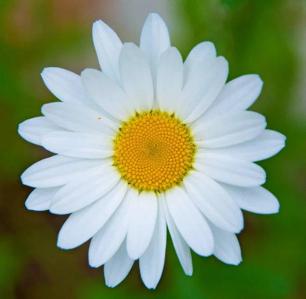 Bright white Daisy, white petals and yellow middle, — Stock Photo, Image