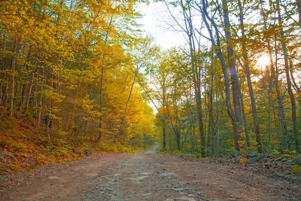 stock image autumn forest, all the foliage is painted with golden color in the middle of the forest road. 