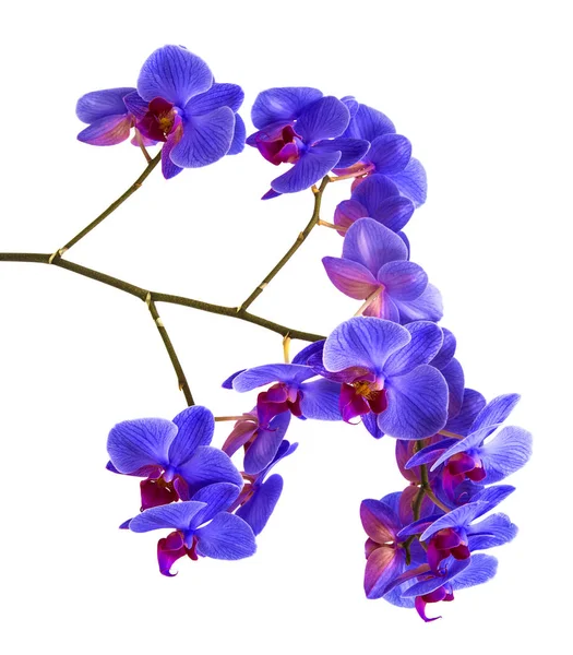 Orquídeas em fundo isolado. bela flor ramos orquídeas no fundo branco — Fotografia de Stock