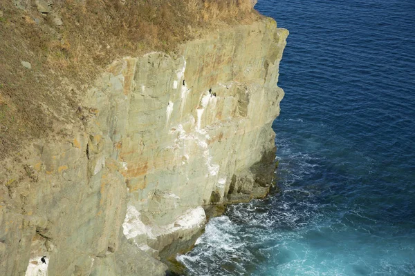 Чистая скала, уходящая в море, где гнездятся птицы . — стоковое фото