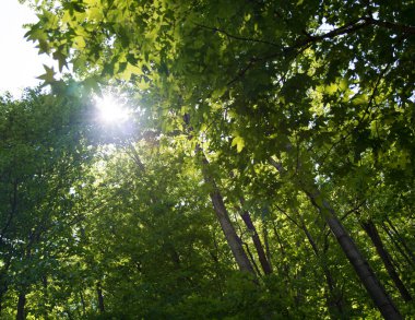 ağaçlar büyümeye kayalık yamaç, birçok büyük taşları ve üstlerindeki orman