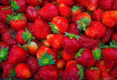 birçok büyük, parlak, sulu, güzel çilek. 