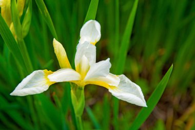 güzel beyaz süsen yeşil yaprakları, parlak ilginç çiçek tarafından çevrili büyümek. 