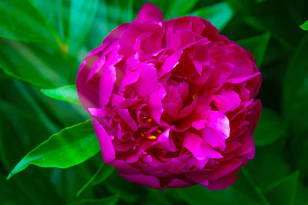 Grande peônia roxa, muitas pétalas e flor suculenta . — Fotografia de Stock