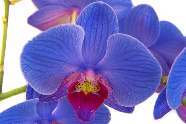 Orquídeas em fundo isolado. bela flor ramos orquídeas . — Fotografia de Stock