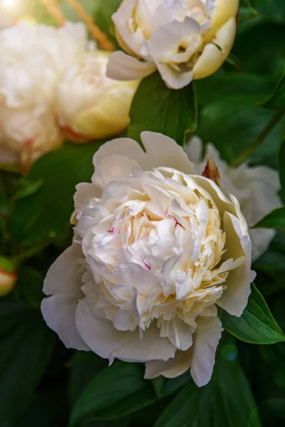 Duże, białe Peonie, wiele płatków i soczyste kwiat. — Zdjęcie stockowe