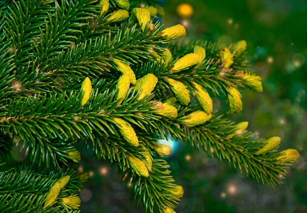 Las patas de los árboles de Navidad están decoradas con brotes de colores brillantes, un hermoso bosque de abetos . —  Fotos de Stock