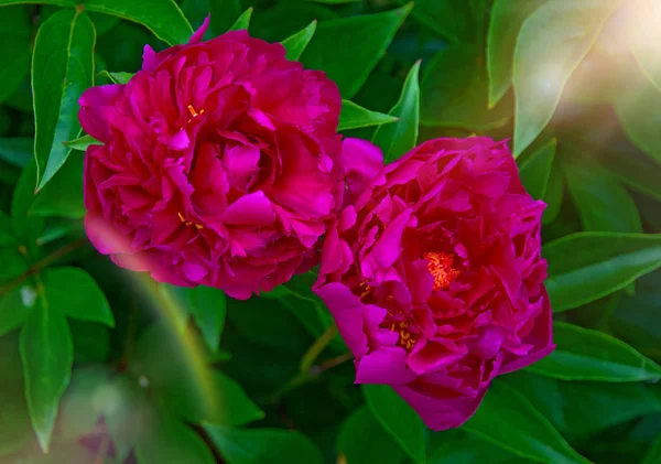 Duży fioletowy Piwonia, wiele płatków i soczyste kwiat. — Zdjęcie stockowe