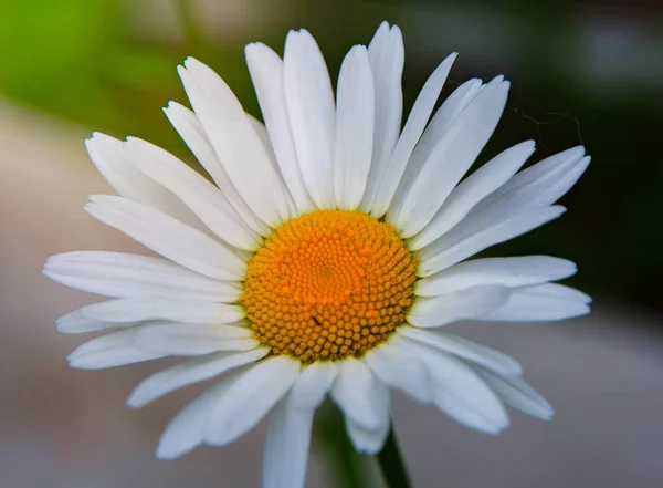 Blanc vif Marguerite, pétales blancs et milieu jaune , — Photo