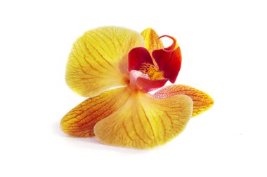 Orkide izole arka plan üzerinde. güzel çiçek dalları orkide.