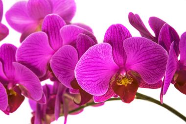 Orkide izole arka plan üzerinde. güzel çiçek dalları orkide.