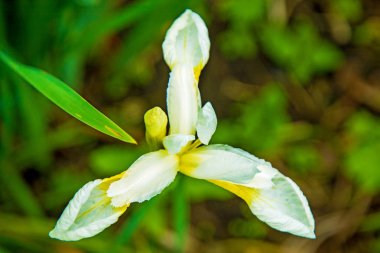 güzel beyaz süsen yeşil yaprakları, parlak ilginç çiçek tarafından çevrili büyümek. 