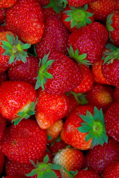 Viele große, helle, saftige, schöne Erdbeeren. — Stockfoto
