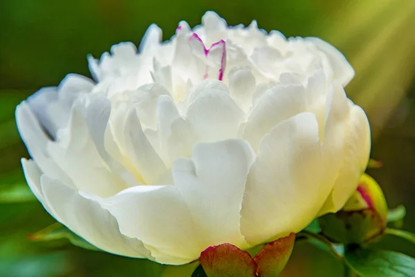 Grandes pivoines blanches, de nombreux pétales et des fleurs juteuses . — Photo