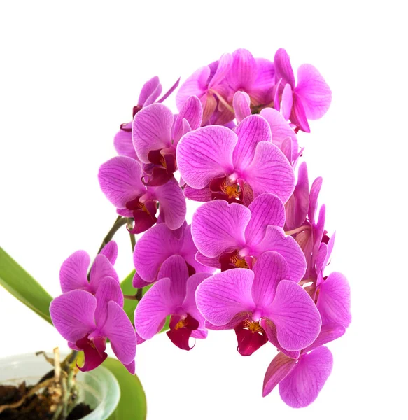 Orquídeas sobre fondo aislado. hermosas ramas de flores orquídeas . — Foto de Stock