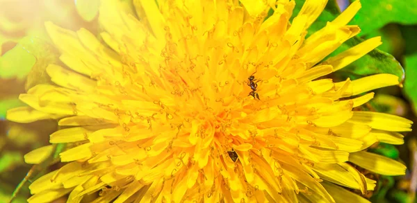 Dandelion grandes planos, as pétalas tê-lo rastejando formigas . — Fotografia de Stock
