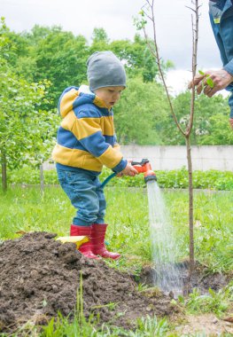 Bahçedeki küçük çocuk, ağaç sulama fidan bir hortum dan ipliklerini tarafından dikilmiştir, 