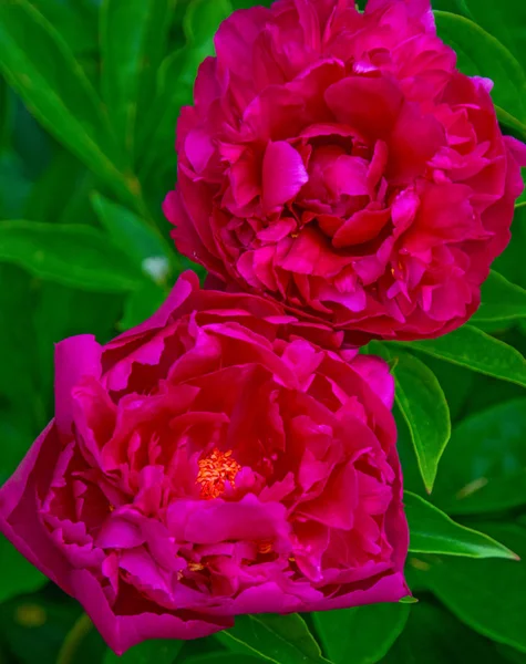 Grande peônia roxa, muitas pétalas e flor suculenta . — Fotografia de Stock