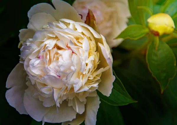 Grandes, peônias brancas, muitas pétalas e flor suculenta . — Fotografia de Stock