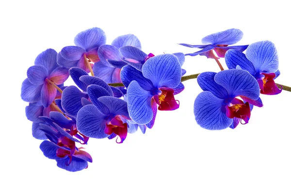 Orkide izole arka plan üzerinde. güzel çiçek dalları orkide beyaz arka plan üzerinde — Stok fotoğraf
