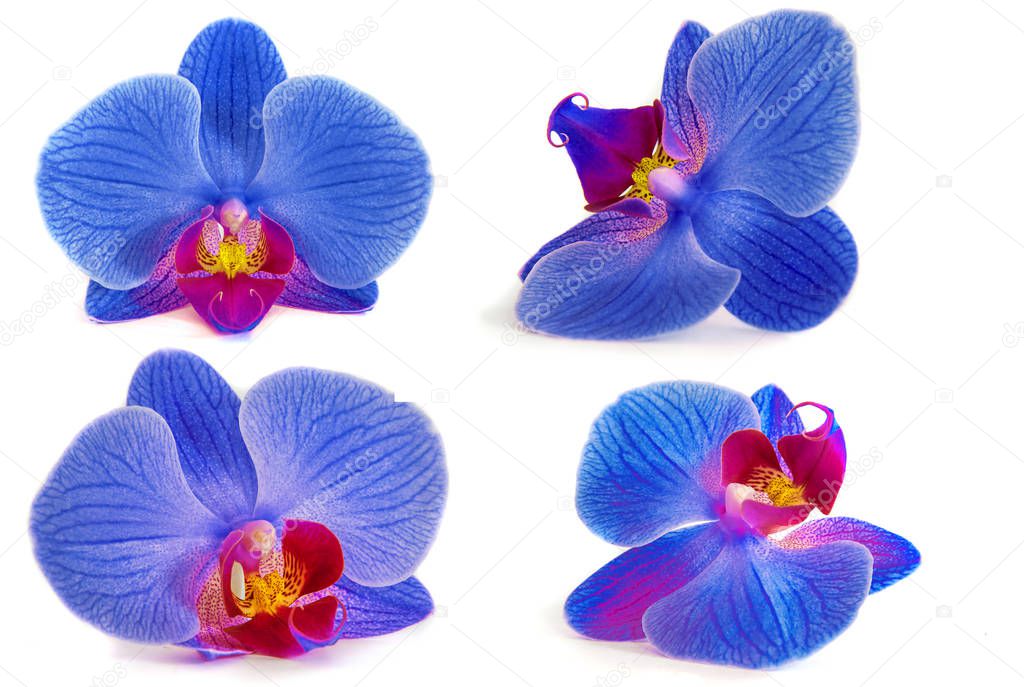 orchids on isolated background. beautiful flower branches orchids.