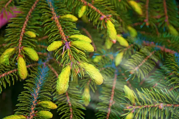 足のクリスマス ツリーが飾られて美しいトウヒ林、明るいカラフルな芽. ロイヤリティフリーのストック写真