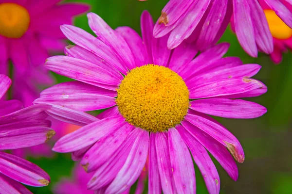 Gerber. grandes margaritas rosadas con un centro amarillo brillante . — Foto de Stock