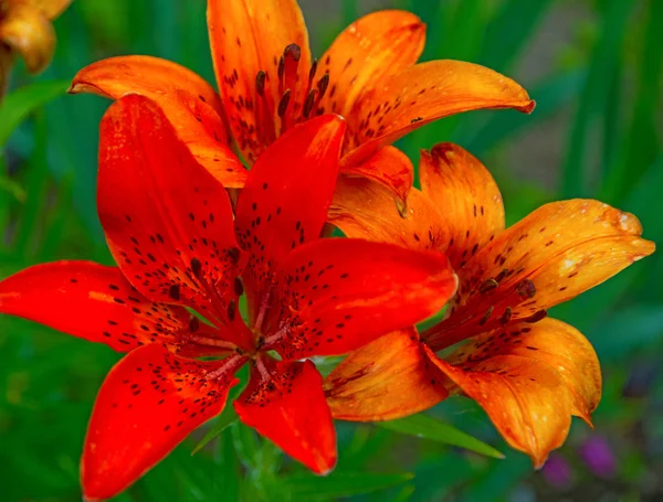 Bellissimi gigli rossi brillanti, una grande foto di un fiore succoso — Foto Stock