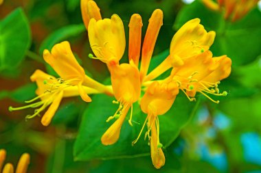 parlak sarı çiçek binaya kadar büyür, o yukarıya tırman. stamens ve yaprakları çok.