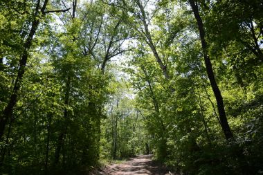 ağaçlar büyümeye kayalık yamaç, birçok büyük taşları ve üstlerindeki orman