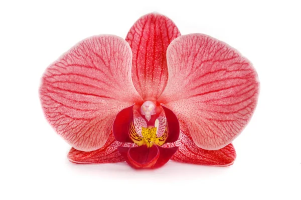 Орхідеї на ізольованому фоні. красиві квіткові гілки орхідей . — стокове фото