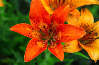 güzel parlak kırmızı lilyum, sulu bir çiçek büyük bir fotoğraf