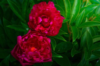 büyük mor şakayık, birçok yaprakları ve sulu çiçek. 