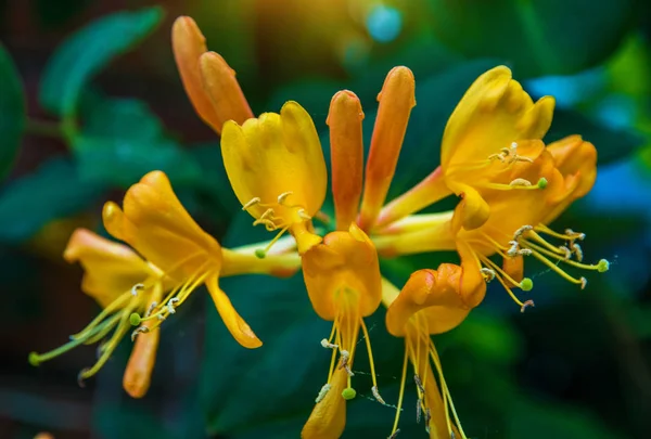 Heldere gele bloem opgroeit op het gebouw, het klimmen. veel bloemblaadjes en meeldraden. — Stockfoto