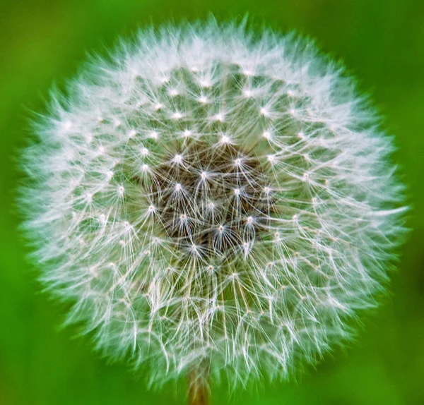 Grote paardebloem tegen hemel, onderdeel van de parachutes vliegen in de lucht. — Stockfoto