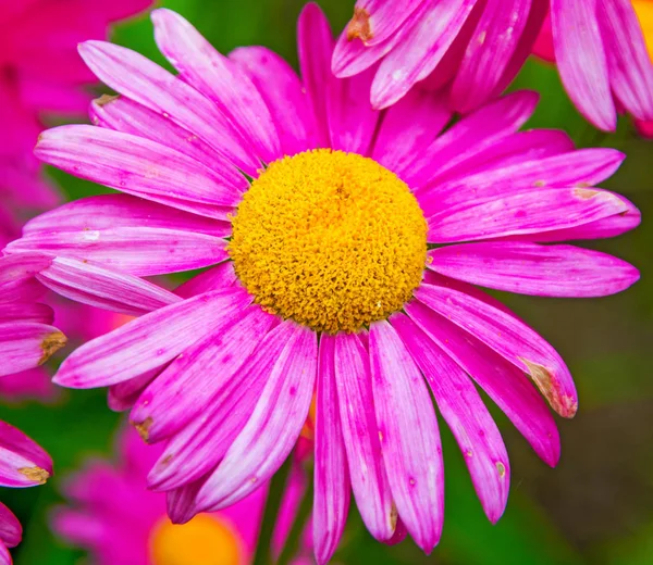 Gerber. nagy rózsaszín százszorszépek, egy világos sárga középpel. — Stock Fotó