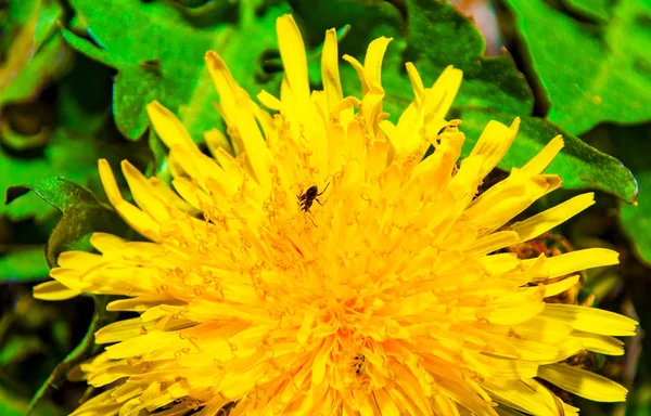 Löwenzahn große Pläne, die Blütenblätter lassen ihn krabbeln Ameisen. — Stockfoto