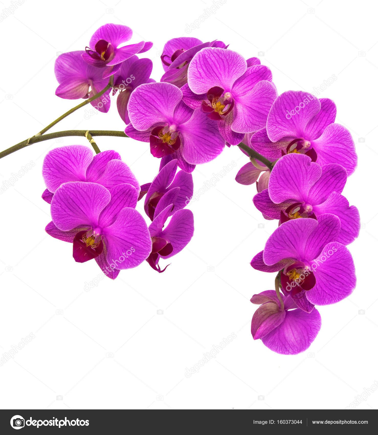 Orchids on isolated background. beautiful flower branches