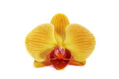 Orkide izole arka plan üzerinde. güzel çiçek dalları orkide.