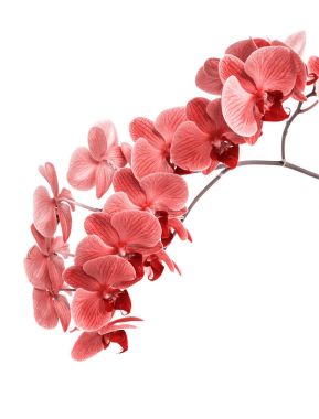 Orkide izole arka plan üzerinde. güzel çiçek dalları orkide.