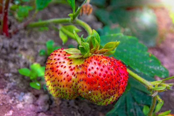 Heldere rode aardbei groeit aan een struik, uit het land van de stijgende jonge aardbei. — Stockfoto