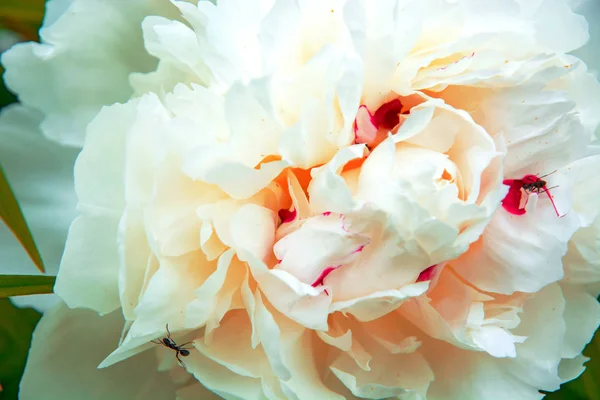 Stora, vita pioner, många kronblad och saftiga blomma. — Stockfoto