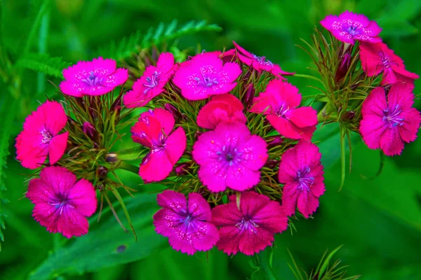Flores de color rosa brillante sobre hojas verdes, pétalos están decorados con puntos blancos . — Foto de Stock